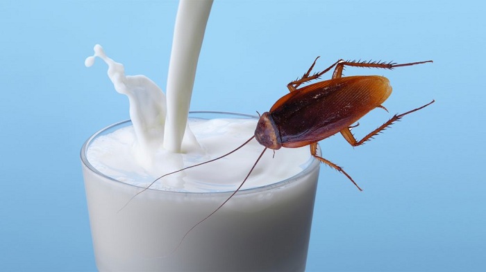 Cockroach milk is the protein drink you didn`t know you`ve been missing